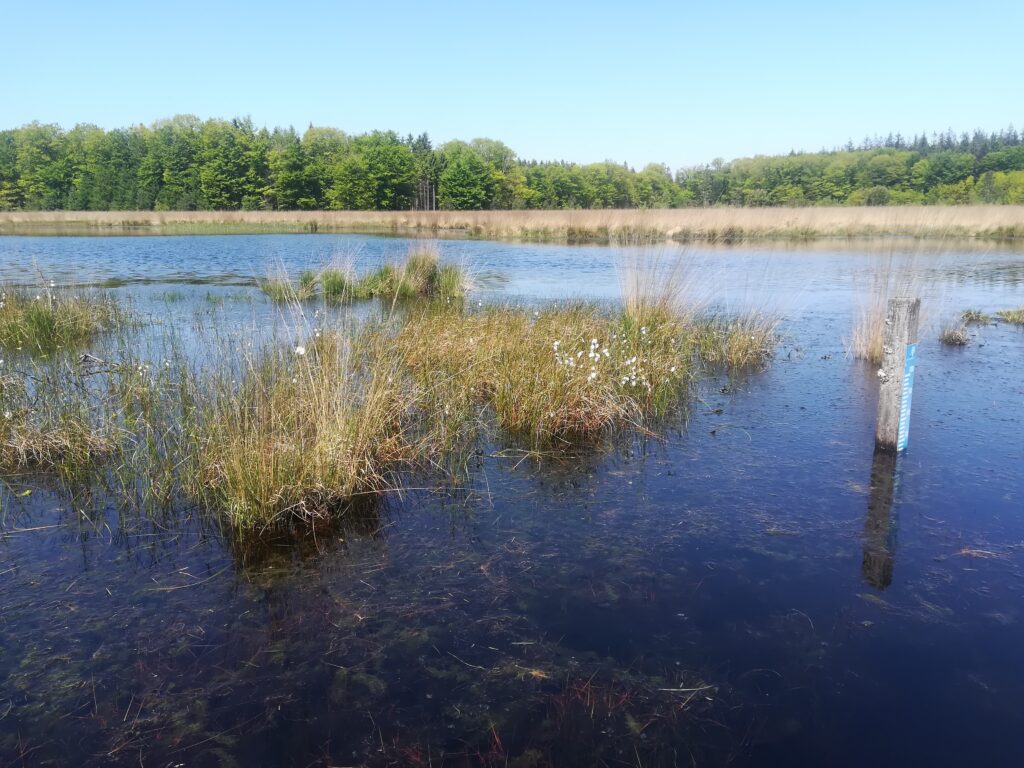 vennetje langs de veenpluisroute