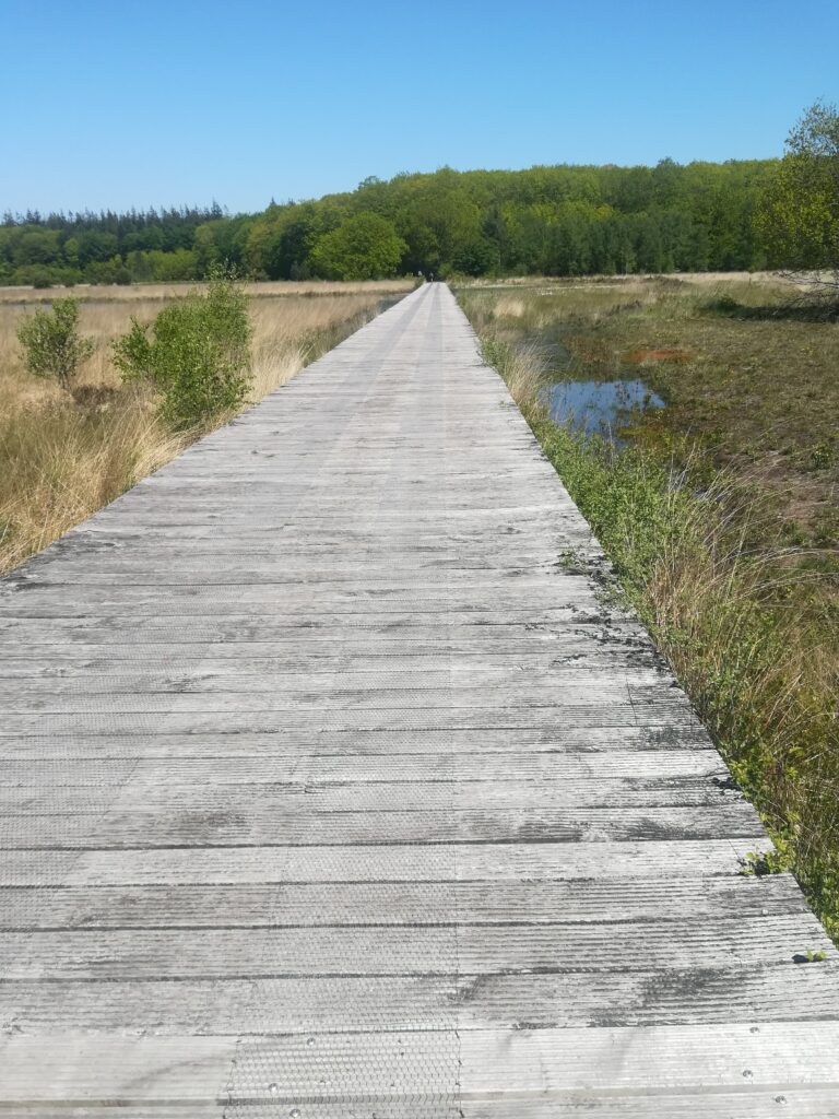 aangelegde loopplanken van hout bij Grolloo