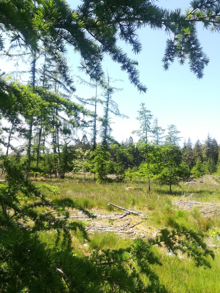 sparren en dennenbomen in het hart van drenthe