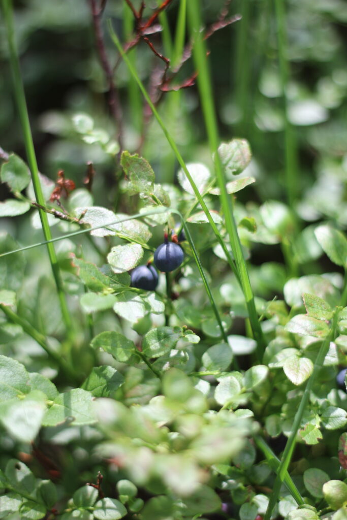 blauwe bessen