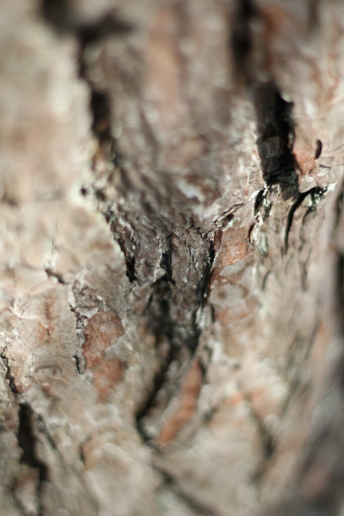 boomschors van de grove den