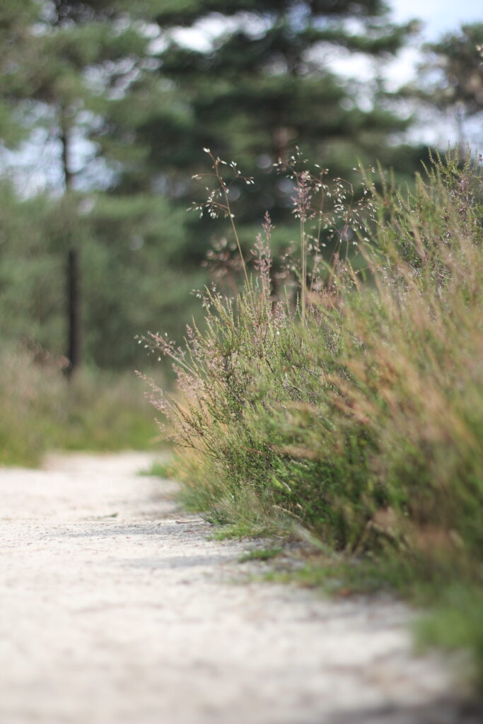 zandpad langs heide