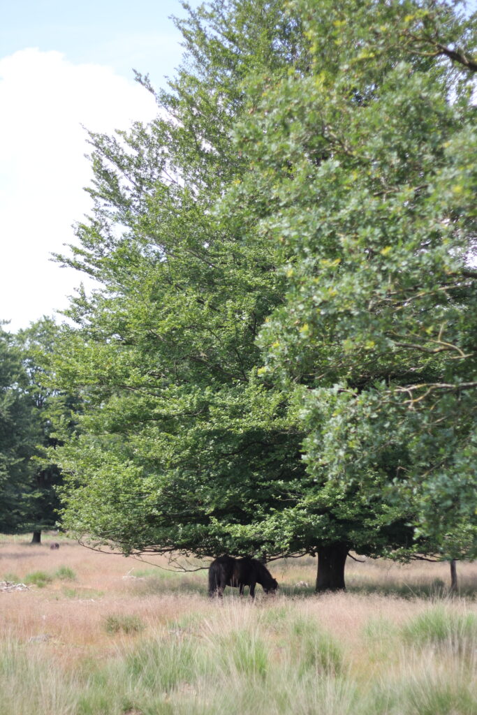 pony schuilt onder boom
