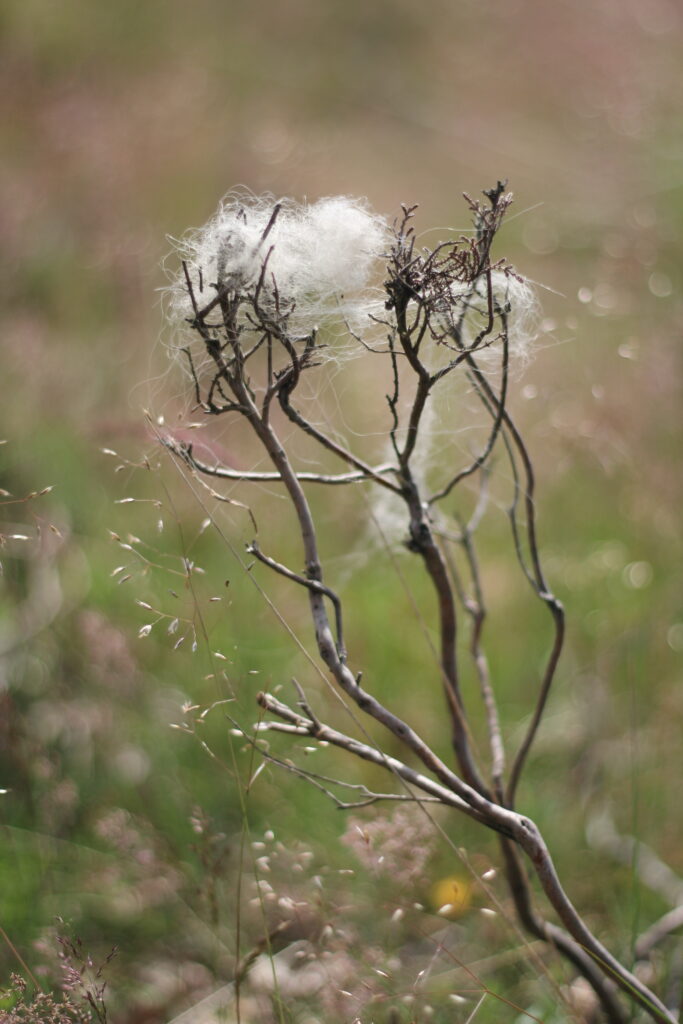 schapenwol aan struik
