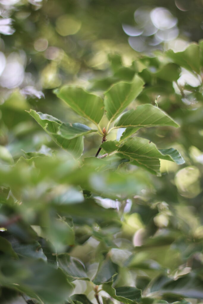 groene bladeren van boom