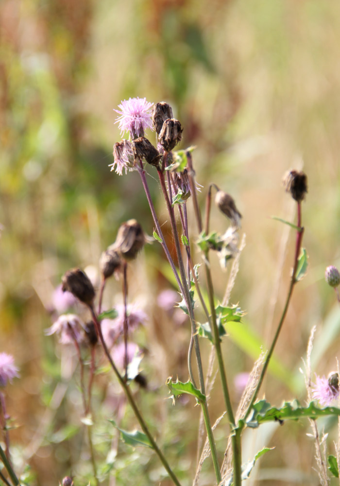 paarse akkerdistel in het veld