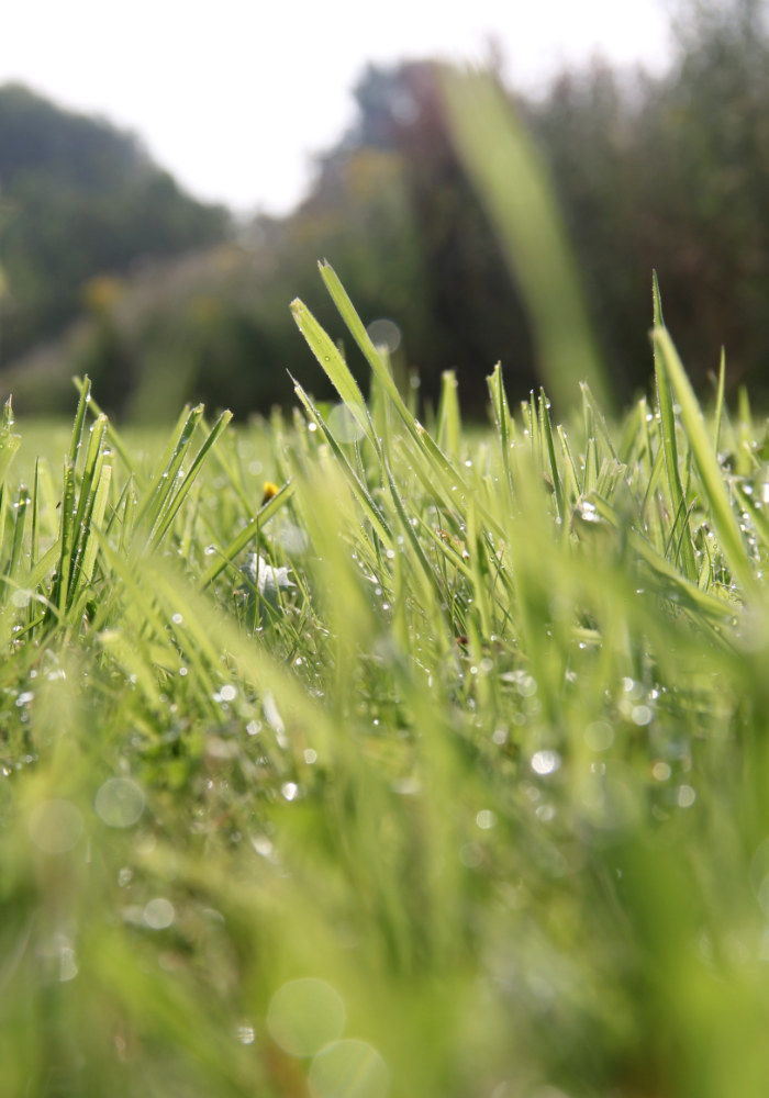natte druppels in het gras