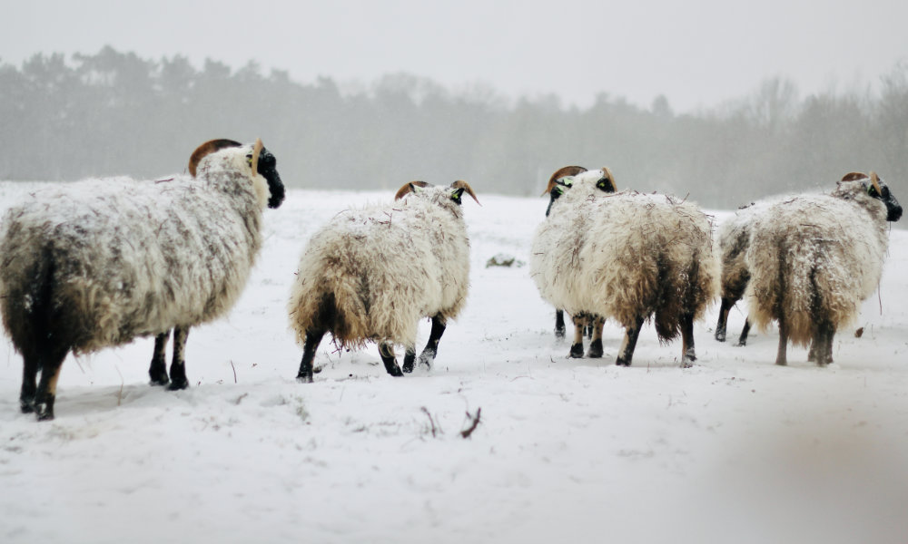 Schapen in winters Westerwolde