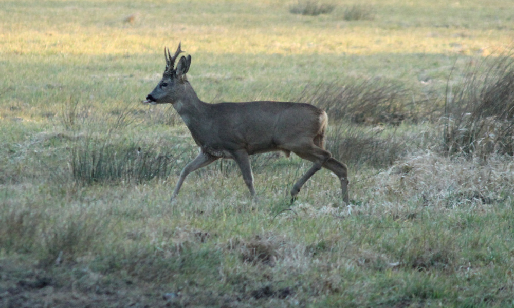Reebok spotten tijdens safari