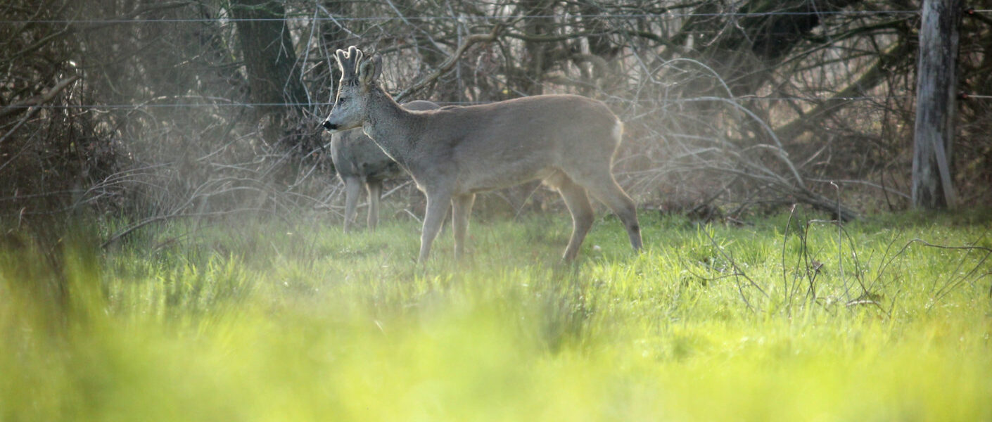 Ree safari in Westerwolde