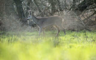 Ree safari in Westerwolde