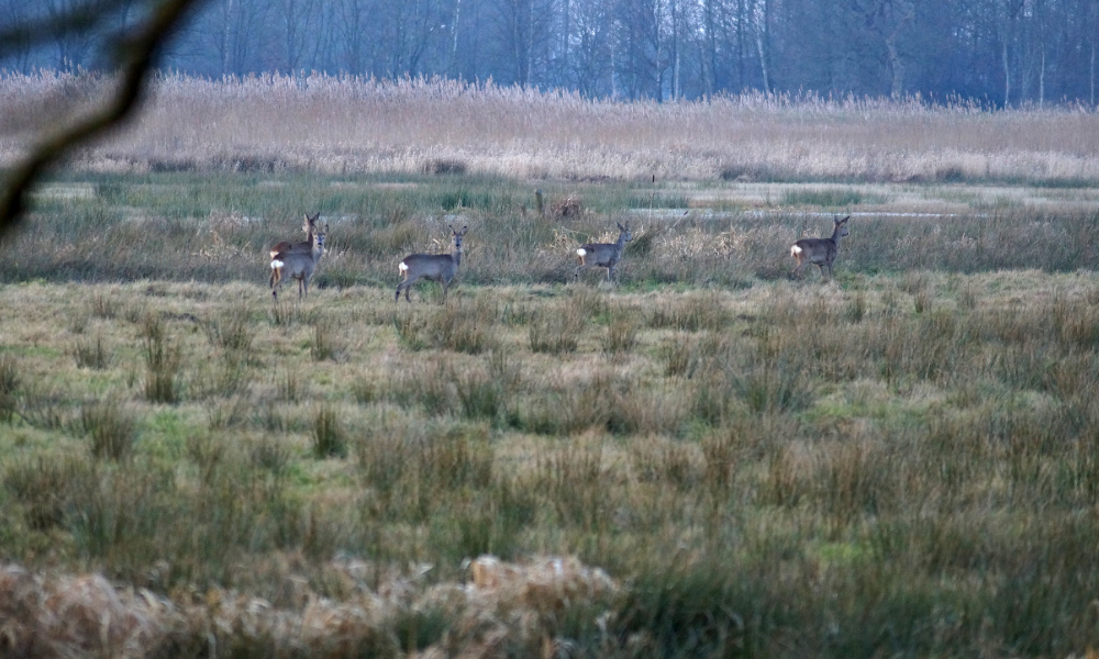 Sprong met reeën in Westerwolde