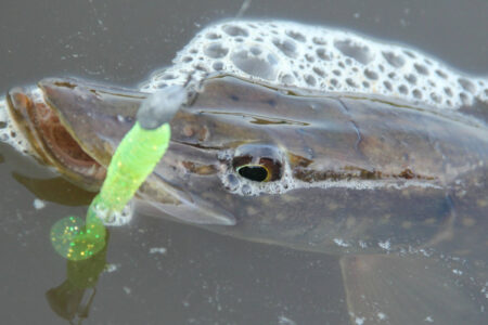 Vissen in Westerwolde