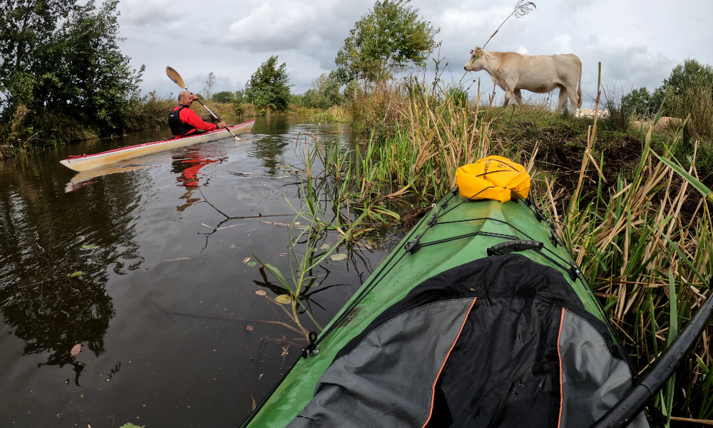 Koe in het dal van de Ruiten Aa