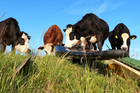 lente op de ruiten aa
